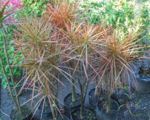 เข็มสามสี Dracaena cincta Baker cv. Tricolor