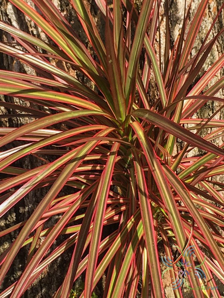 เข็มสามสี Dracaena cincta Baker cv. Tricolor