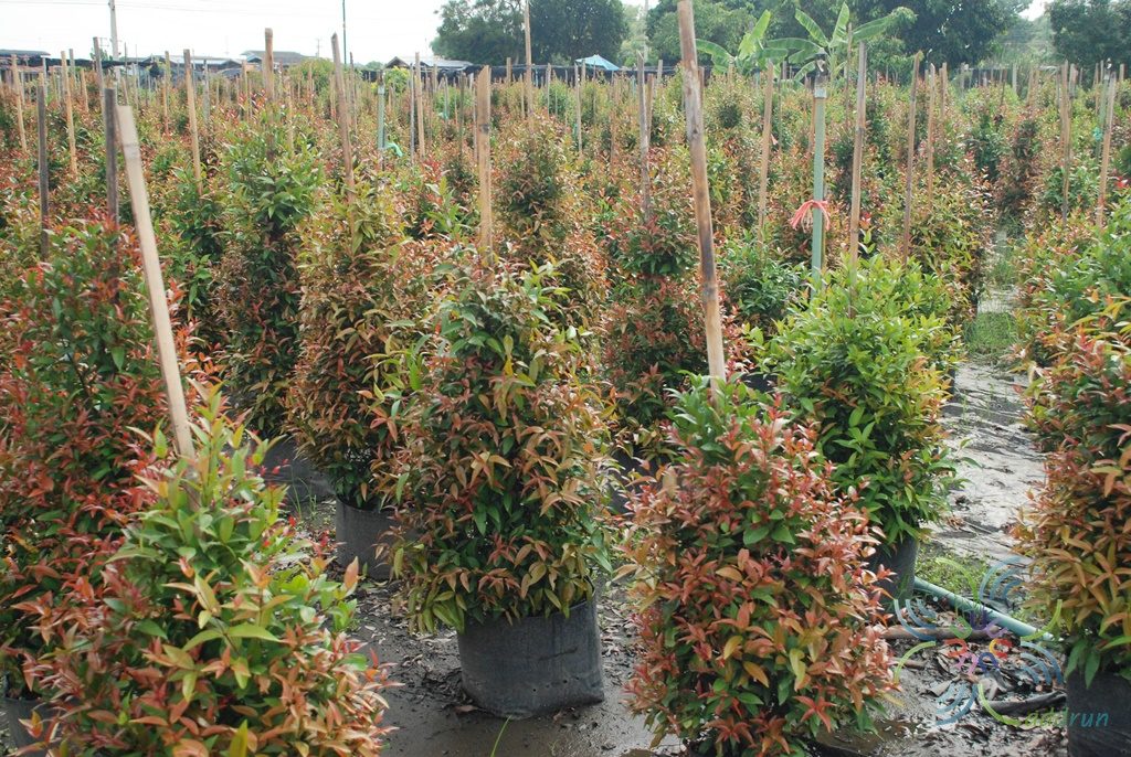 คริสตินา Syzygium australe (J.C.Wendl. ex Link) B.Hyland
