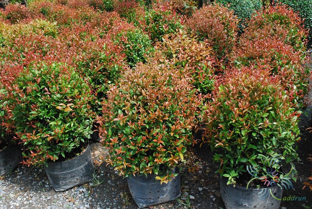 คริสตินา Syzygium australe (J.C.Wendl. ex Link) B.Hyland