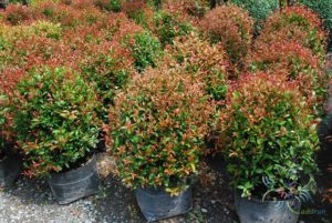คริสตินา Syzygium australe (J.C.Wendl. ex Link) B.Hyland