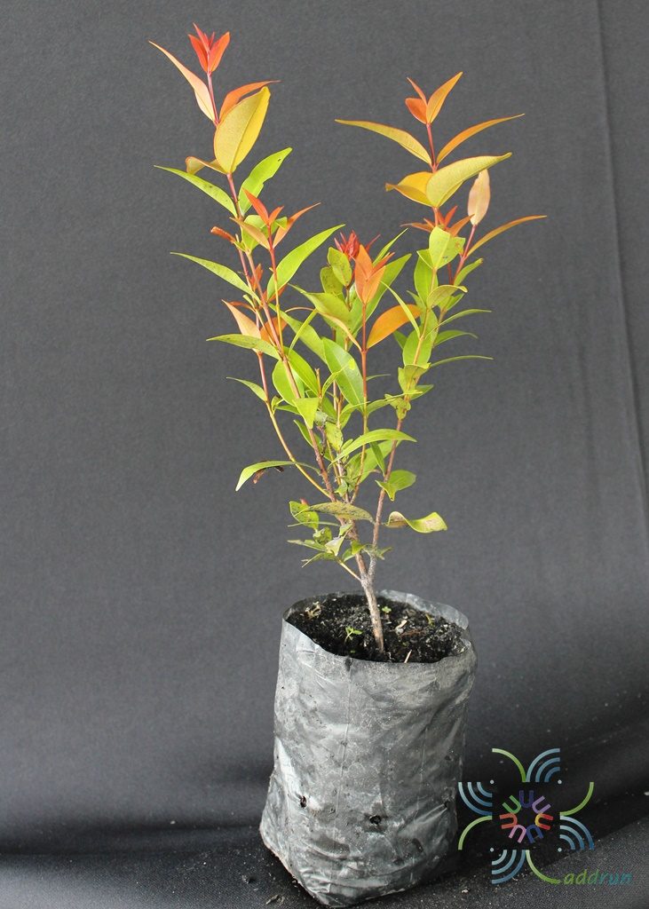 คริสตินา Syzygium australe (J.C.Wendl. ex Link) B.Hyland