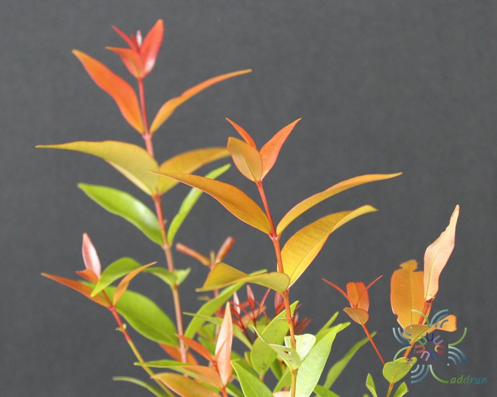 คริสตินา Syzygium australe (J.C.Wendl. ex Link) B.Hyland