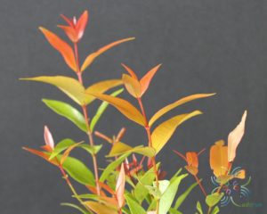 คริสตินา Syzygium australe (J.C.Wendl. ex Link) B.Hyland