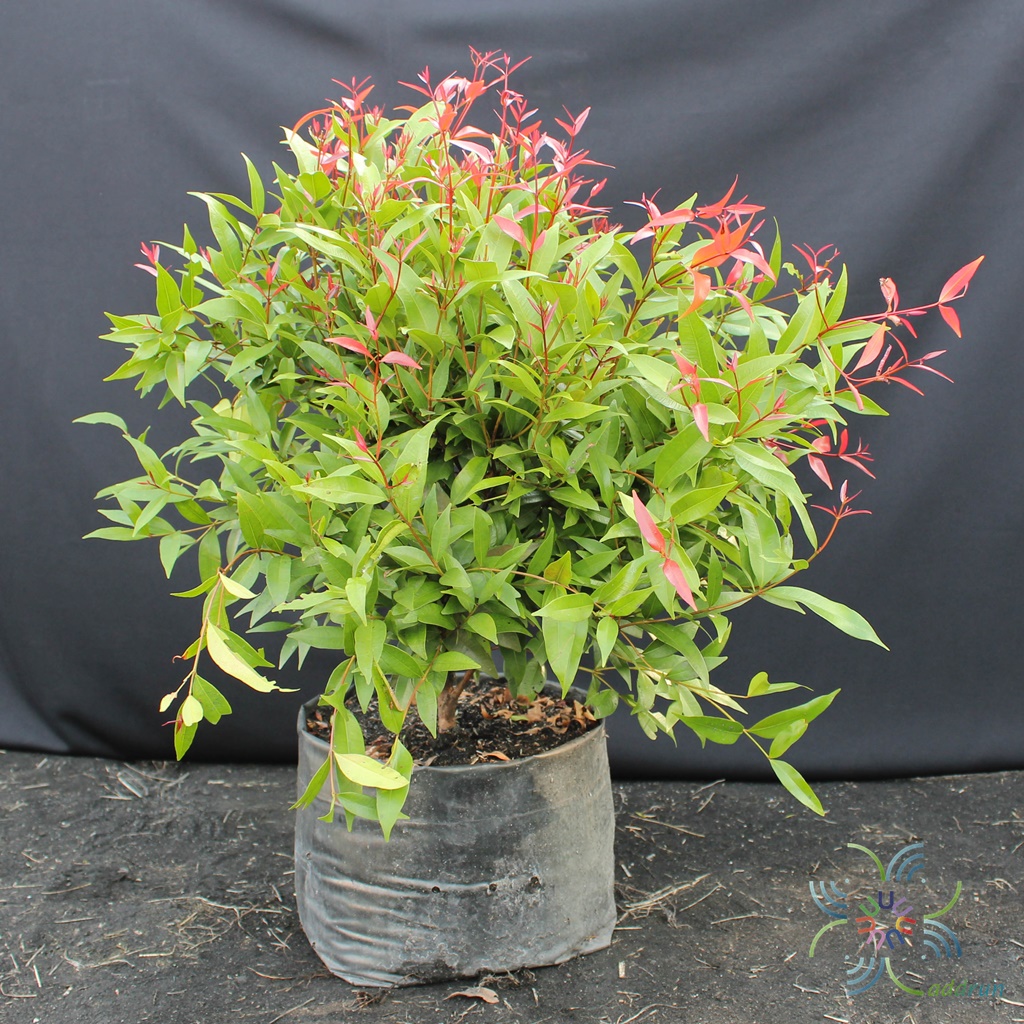 คริสตินา Syzygium australe (J.C.Wendl. ex Link) B.Hyland