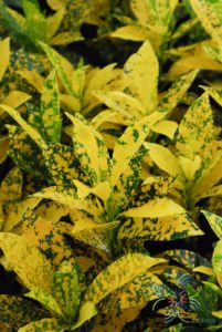 โกสนใบส้ม Codiaeum variegatum (L.) Rumph. ex A.Juss.
