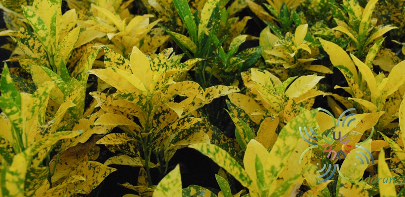 โกสนใบส้ม Codiaeum variegatum (L.) Rumph. ex A.Juss.