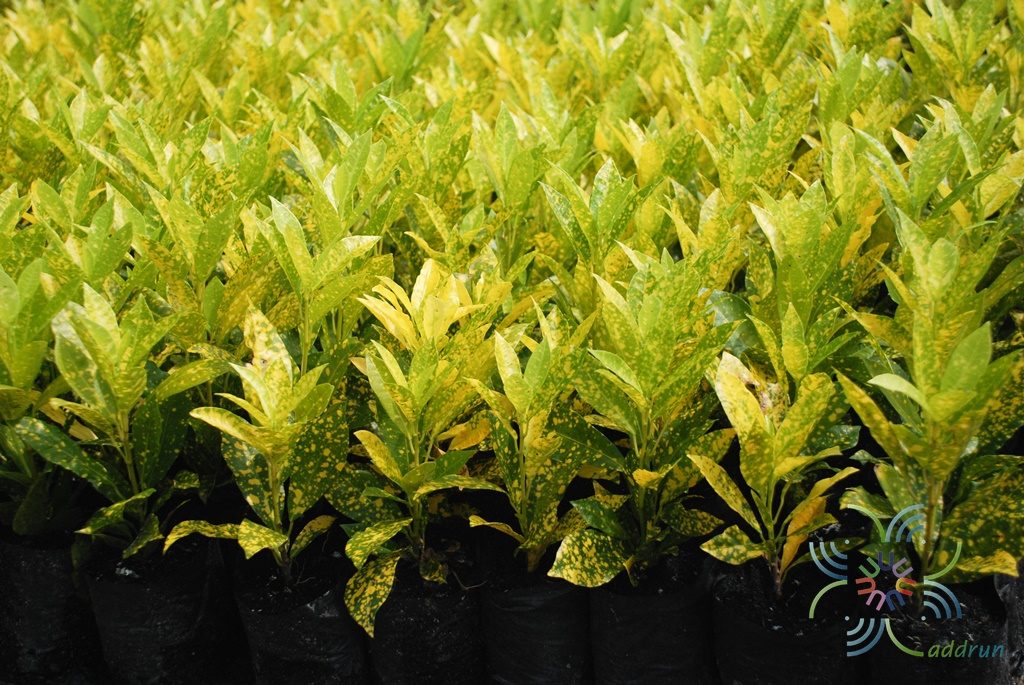 โกสนใบส้ม Codiaeum variegatum (L.) Rumph. ex A.Juss.