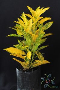 โกสนใบส้ม Codiaeum variegatum (L.) Rumph. ex A.Juss.