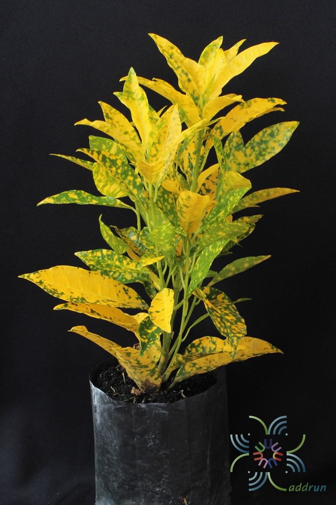 โกสนใบส้ม Codiaeum variegatum (L.) Rumph. ex A.Juss.