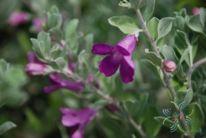 นีออน Leucophyllum frutescens (Berland.) I.M. Johnst.