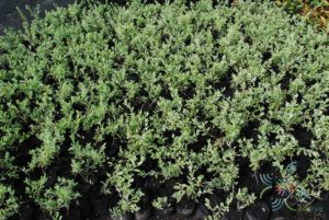 นีออน Leucophyllum frutescens (Berland.) I.M. Johnst.