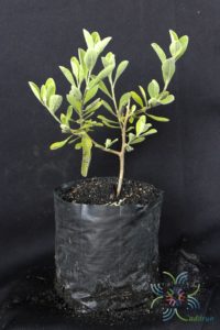 นีออน Leucophyllum frutescens (Berland.) I.M. Johnst.