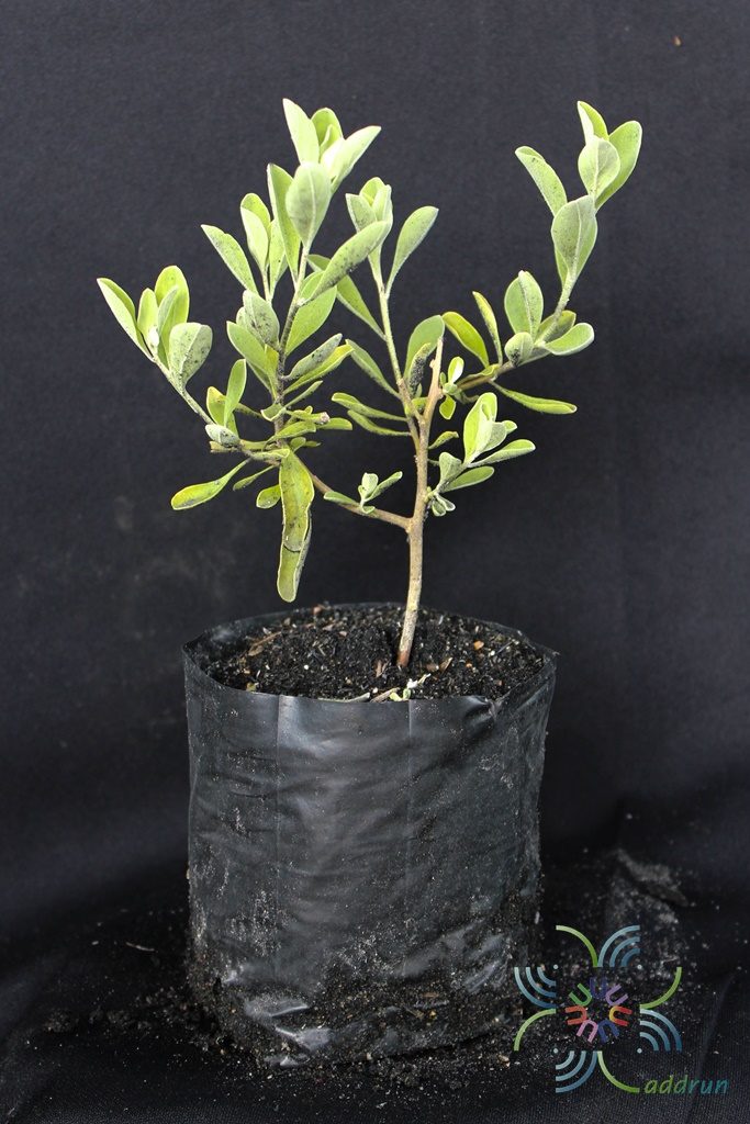 นีออน Leucophyllum frutescens (Berland.) I.M. Johnst.