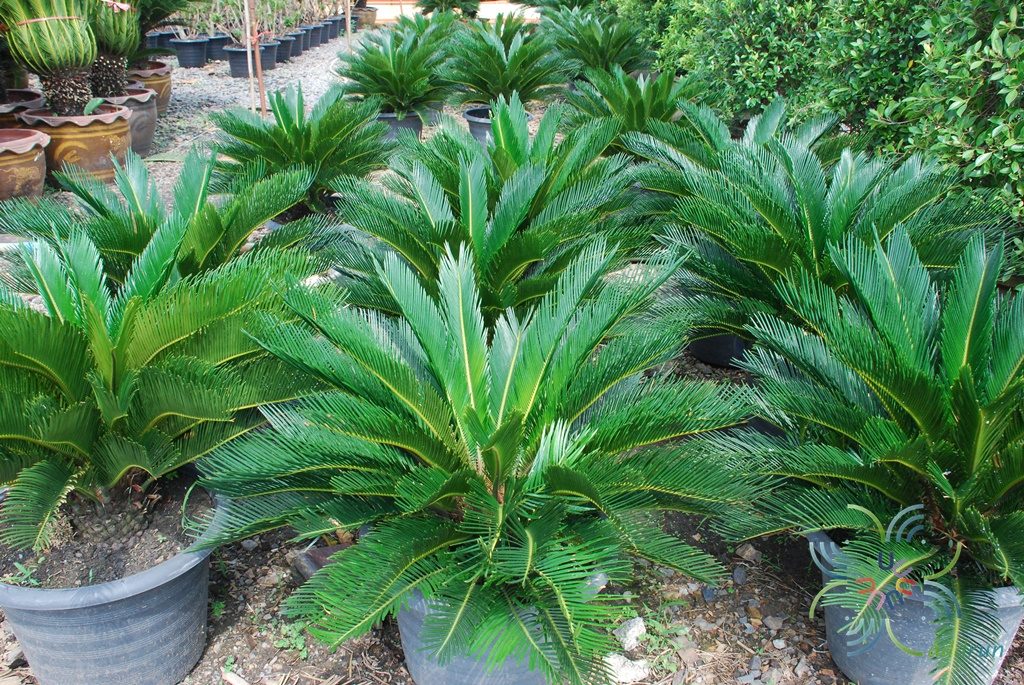 ปรงญี่ปุ่น Cycas revoluta Thunb.