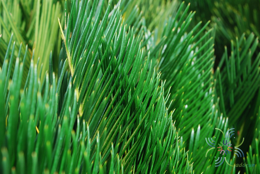 ปรงญี่ปุ่น Cycas revoluta Thunb.