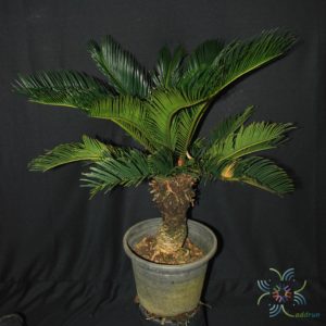 ปรงญี่ปุ่น Cycas revoluta Thunb.