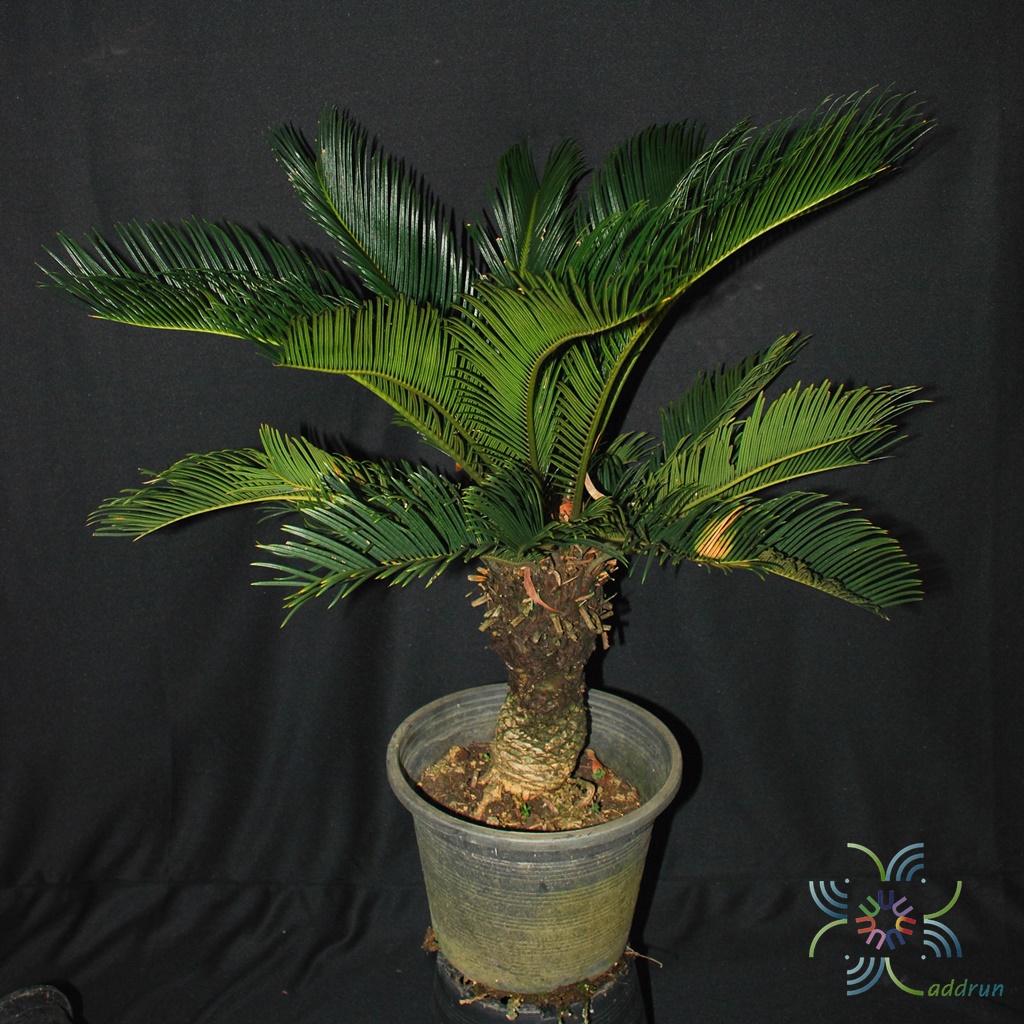 ปรงญี่ปุ่น Cycas revoluta Thunb.