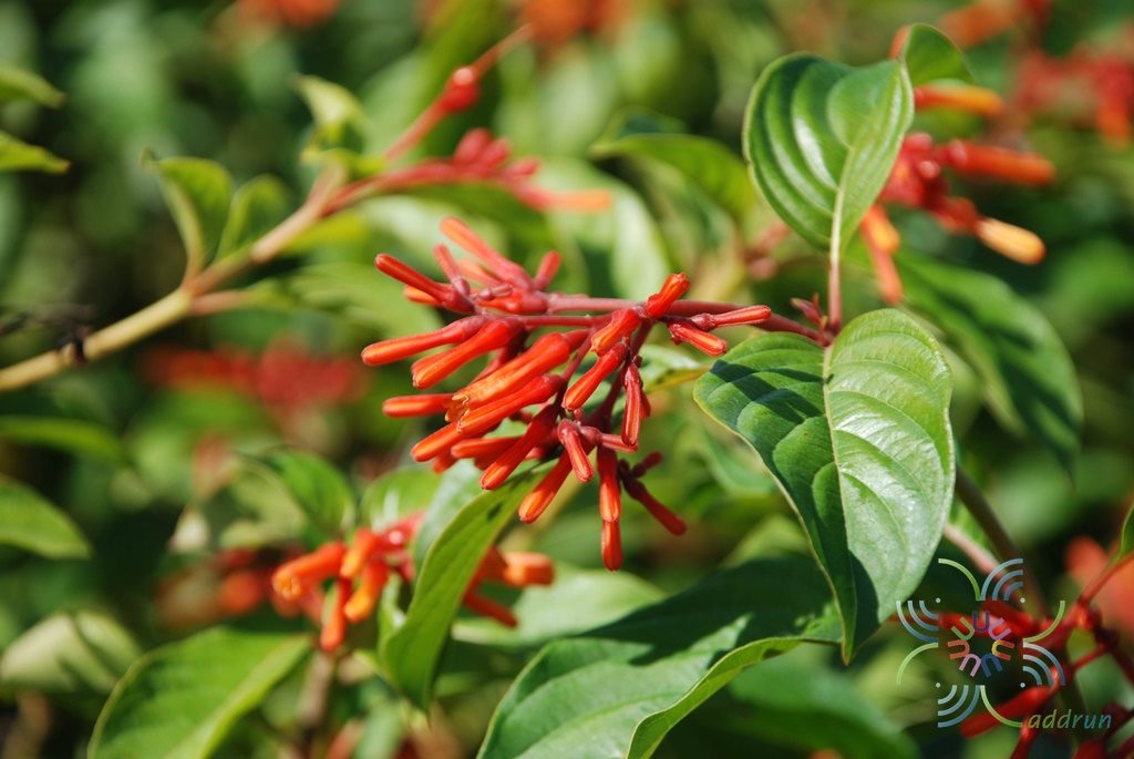 ประทัดไต้หวัน Hamelia patens Jacq.