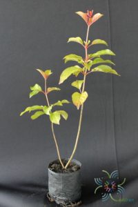 ประทัดไต้หวัน Hamelia patens Jacq.