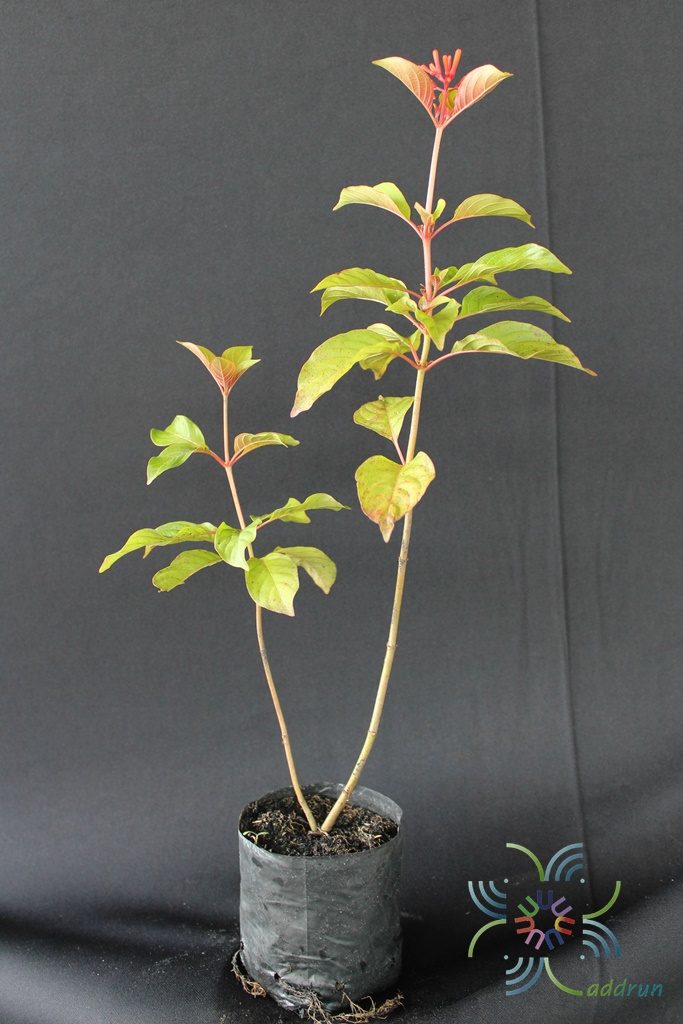 ประทัดไต้หวัน Hamelia patens Jacq.