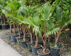 ปาล์มแชมเปญ Hyophorbe lagenicaulis (I.H. Bailey) H.E. Moore