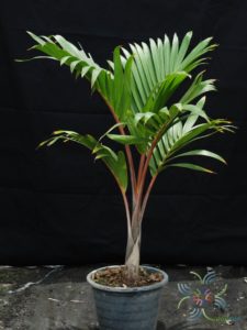 ปาล์มแชมเปญ Hyophorbe lagenicaulis (I.H. Bailey) H.E. Moore