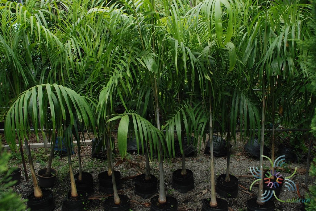 ปาล์มน้ำพุ Carpentaria acuminata (H. Wendl. & Drude) Becc.