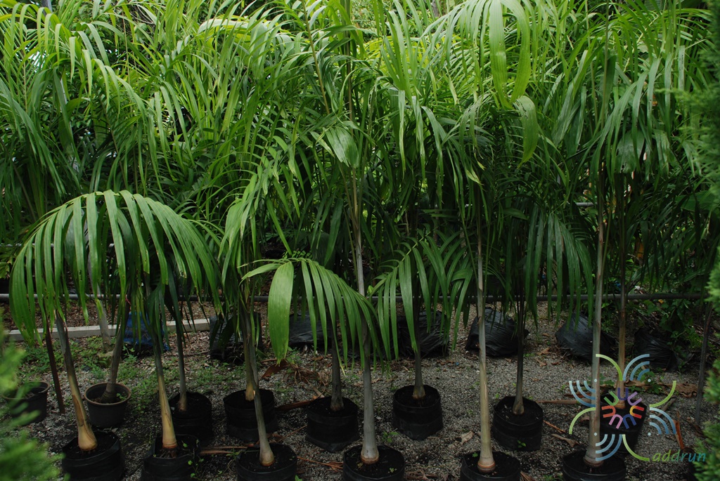 ปาล์มน้ำพุ Carpentaria acuminata (H. Wendl. & Drude) Becc.