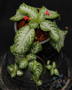 พรมกำมะหยี่ ‘Frosty’ Episcia cupreata (Hook.) Hanst. ‘Frosty’