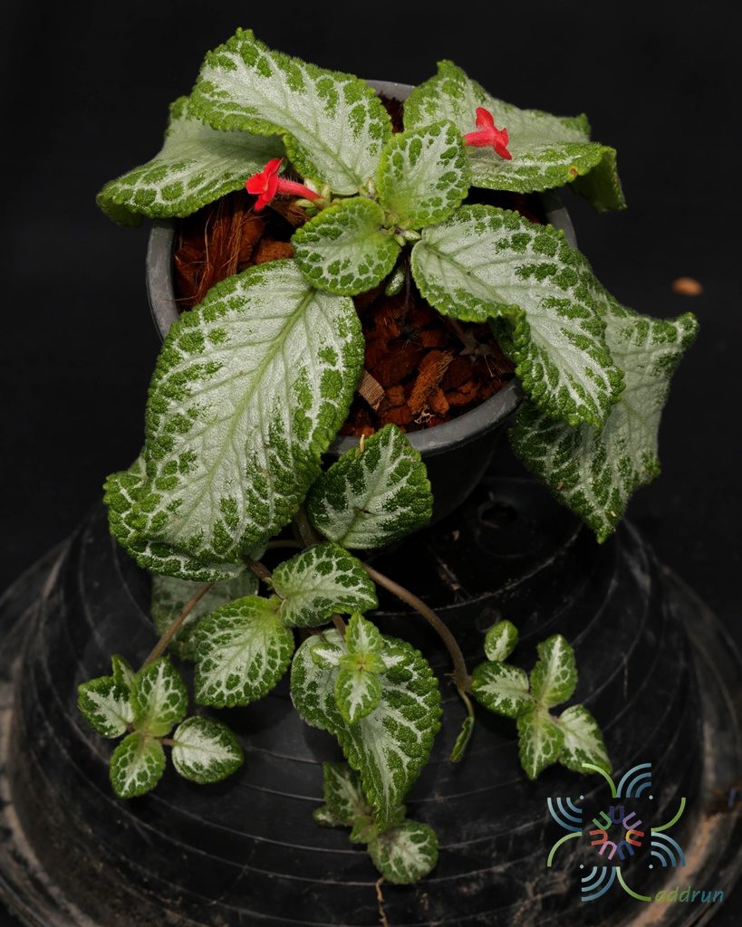 พรมกำมะหยี่ ‘Frosty’ Episcia cupreata (Hook.) Hanst. ‘Frosty’
