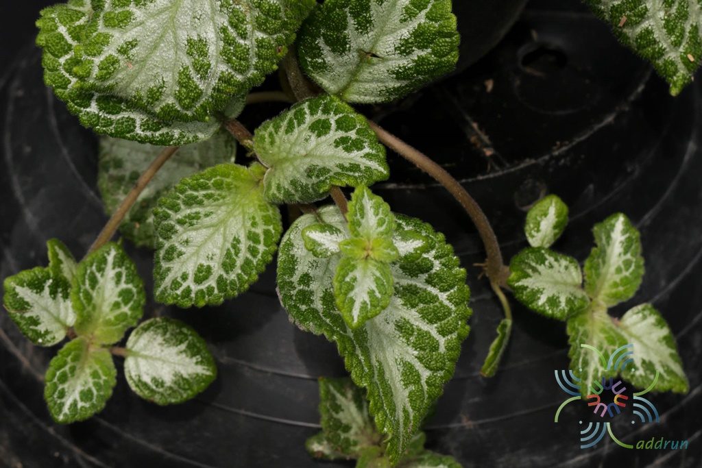 พรมกำมะหยี่ ‘Frosty’ Episcia cupreata (Hook.) Hanst. ‘Frosty’