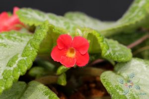 พรมกำมะหยี่ ‘Frosty’ Episcia cupreata (Hook.) Hanst. ‘Frosty’