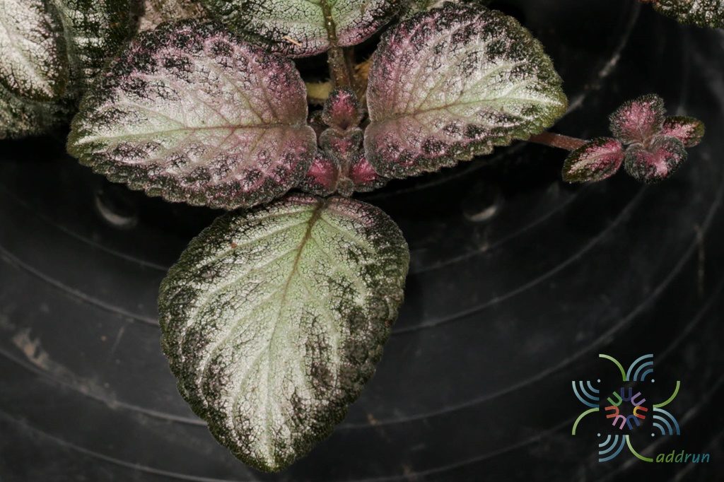 พรมกำมะหยี่ ‘Silver Skies’ Episcia cupreata (Hook.) Hanst.