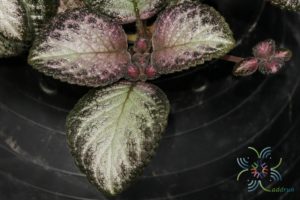 พรมกำมะหยี่ ‘Silver Skies’ Episcia cupreata (Hook.) Hanst.