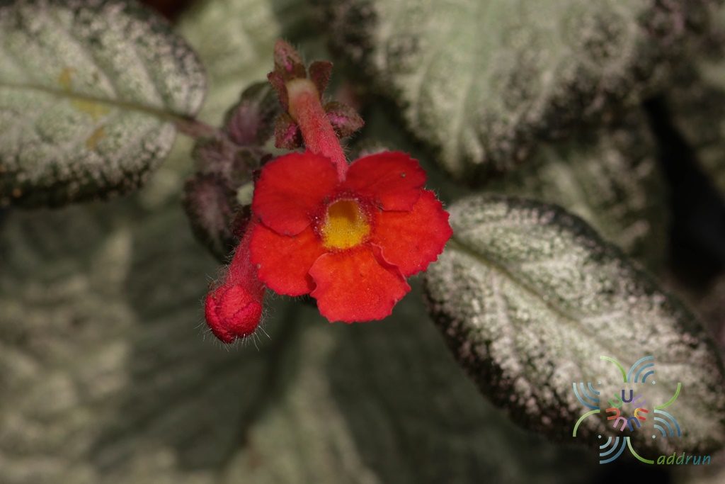 พรมกำมะหยี่ ‘Silver Skies’ Episcia cupreata (Hook.) Hanst.