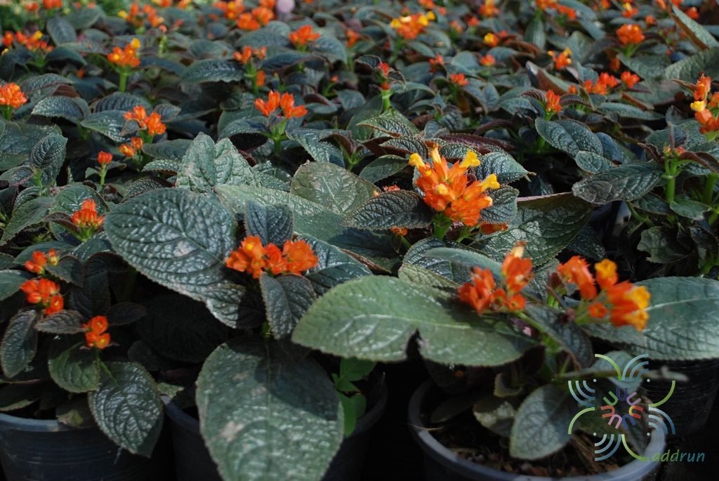 พรมกำมะหยี่ ระฆังทอง Chrysothemis pulchella (Donn ex Sims) Decne.