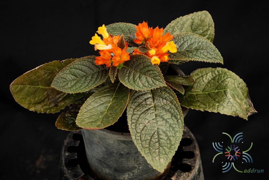 พรมกำมะหยี่ ระฆังทอง Chrysothemis pulchella (Donn ex Sims) Decne.