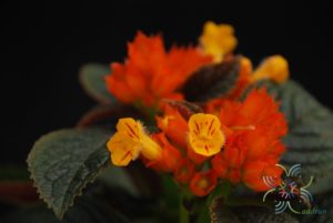 พรมกำมะหยี่ ระฆังทอง Chrysothemis pulchella (Donn ex Sims) Decne.