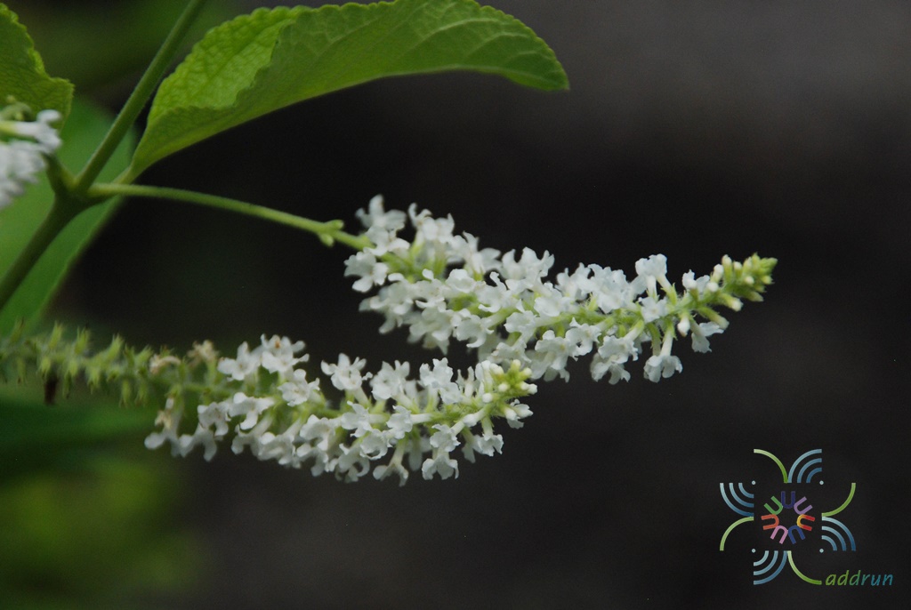 ราชาวดี Buddleja paniculata Wall.
