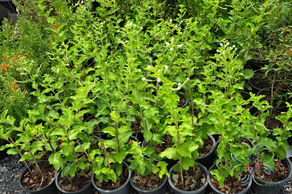 ราชาวดี Buddleja paniculata Wall.