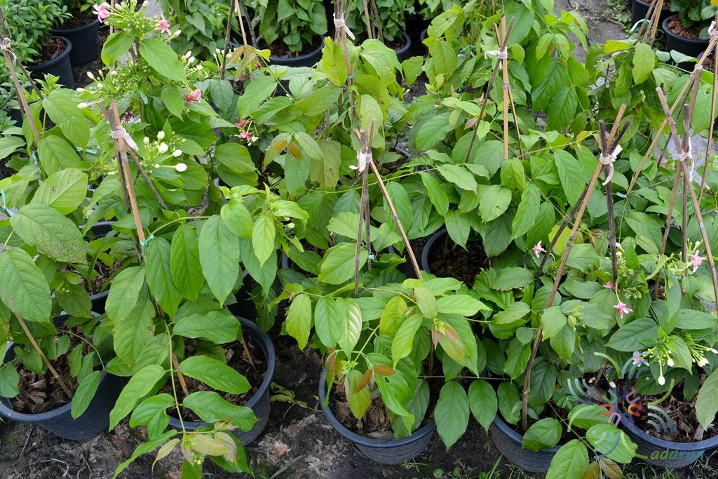 เล็บมือนาง Combretum indicum (L.) DeFilipps