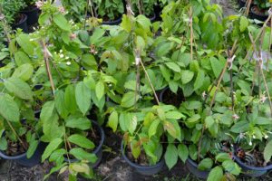 เล็บมือนาง Combretum indicum (L.) DeFilipps