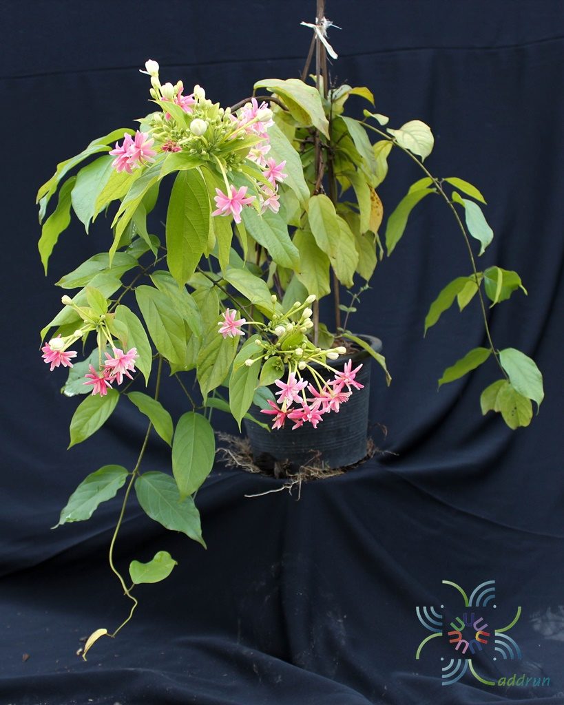 เล็บมือนาง Combretum indicum (L.) DeFilipps