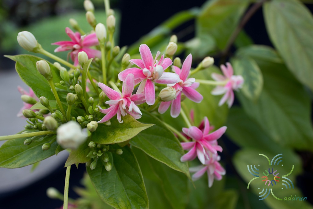 เล็บมือนาง Combretum indicum (L.) DeFilipps