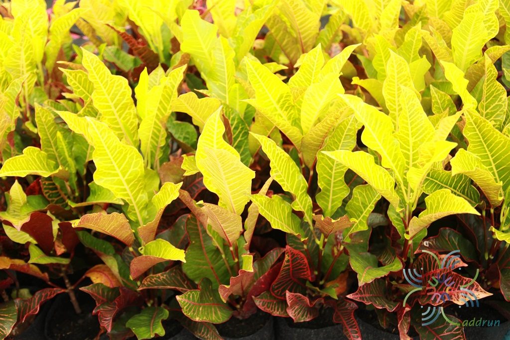 โกสนยงแบร์ Codiaeum variegatum (L.) Rumph. ex A.Juss.