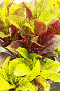 โกสนยงแบร์ Codiaeum variegatum (L.) Rumph. ex A.Juss.