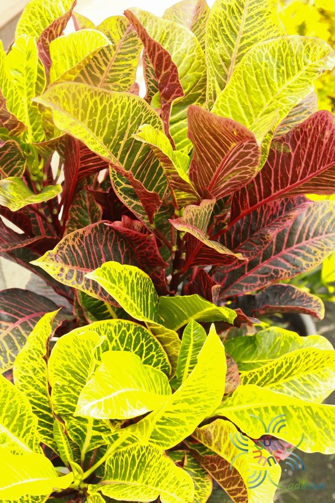 โกสนยงแบร์ Codiaeum variegatum (L.) Rumph. ex A.Juss.