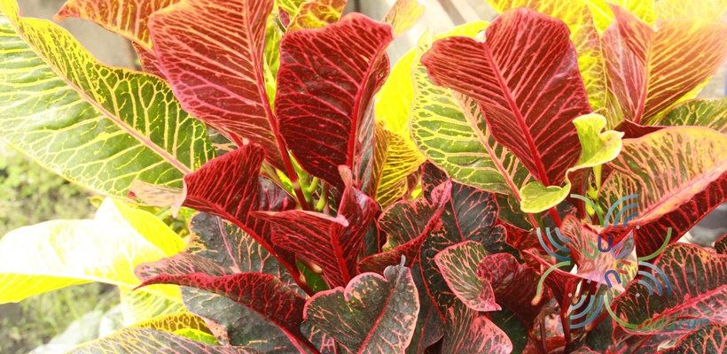 โกสนยงแบร์ Codiaeum variegatum (L.) Rumph. ex A.Juss.