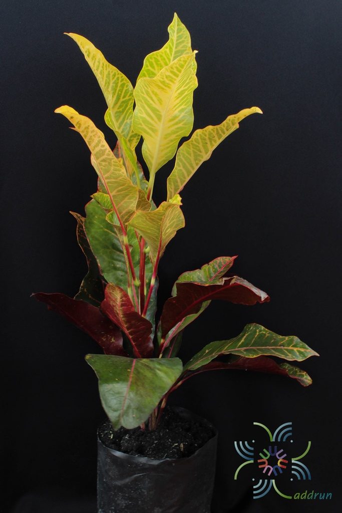 โกสนยงแบร์ Codiaeum variegatum (L.) Rumph. ex A.Juss.